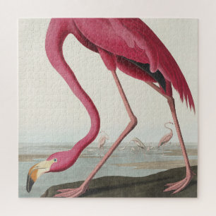 Rosa Flamingo aus Birds of America