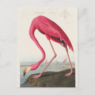 Rosa Flamingo aus Birds of America (1827)  Postkarte