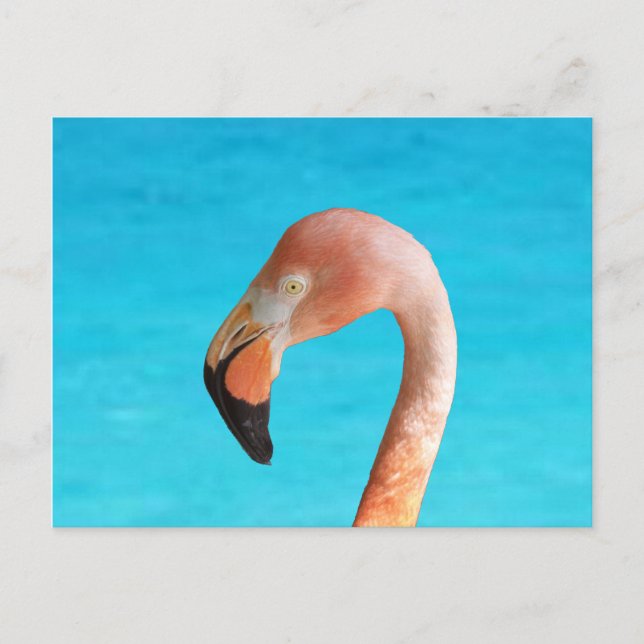 Rosa Flamingo-Gesicht gegen blaues Wasser auf Postkarte (Vorderseite)