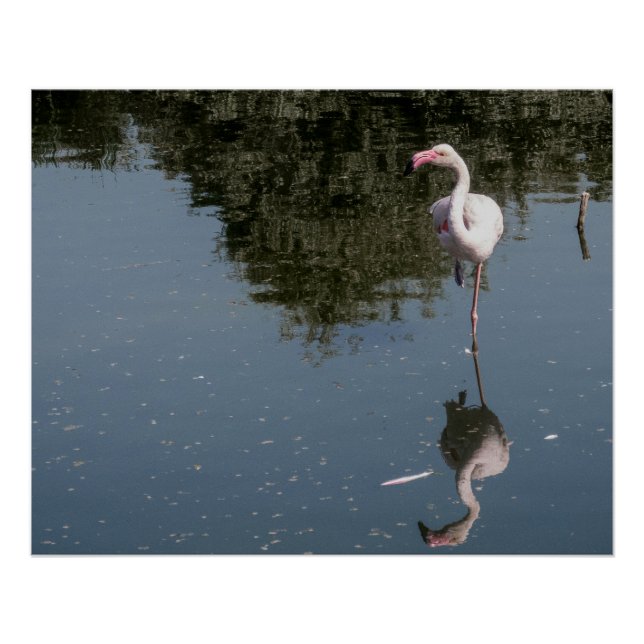rosa Flamingo im Wasser Poster (Vorderseite)