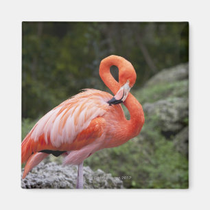 Rosa Flamingo Magnet