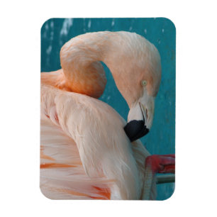 Rosa Flamingo-Magnet Magnet