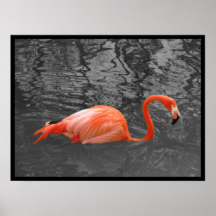 Rosa Flamingo Poster