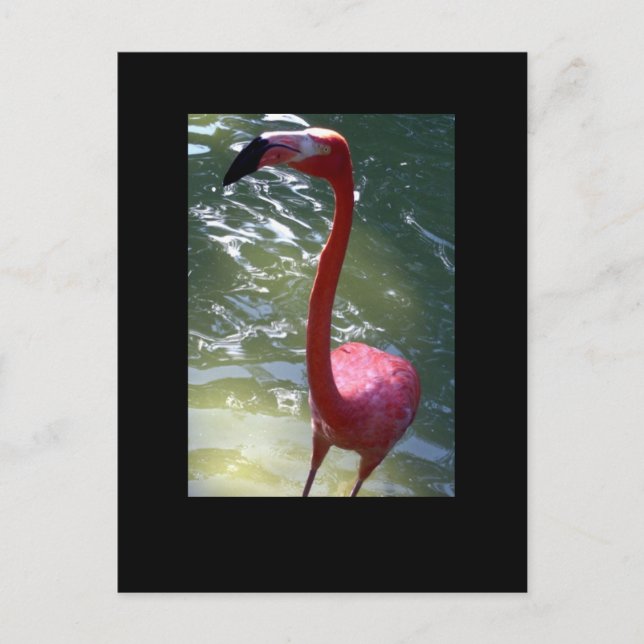 Rosa Flamingo Postkarte (Vorderseite)