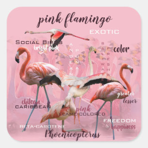 Rosa Flamingo-Typografie   besonders angefertigt Quadratischer Aufkleber