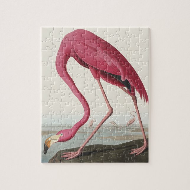 Rosa Flamingo von Vögeln Amerikas (Vertikal)