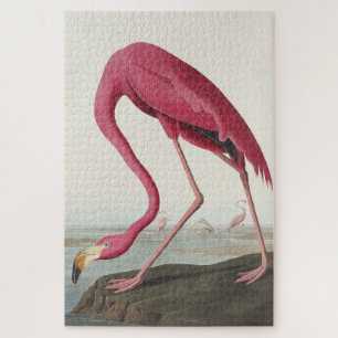 Rosa Flamingo von Vögeln Amerikas