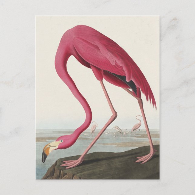 Rosa Flamingo von Vögeln Amerikas Postkarte (Vorderseite)