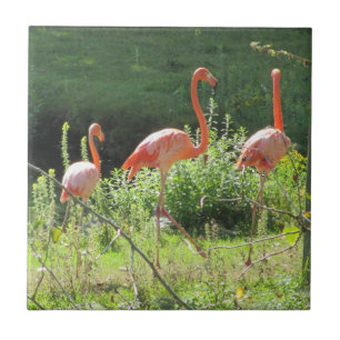 Rosa Flamingos Fliese