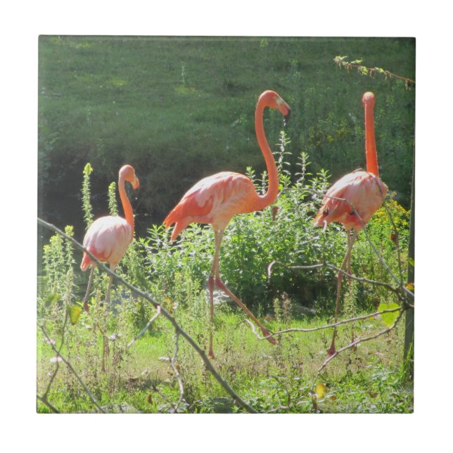 Rosa Flamingos Fliese (Vorderseite)