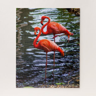 Rosa Flamingos im Wasser