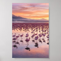 Rosa Flamingos im Watvogelsee Tropisches Mattes Po