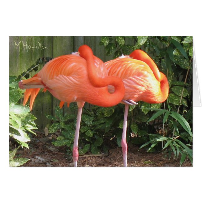 Rosa Flamingos-Mitteilungskarten (Vorderseite (Horizontal))