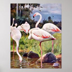 Rosa Flamingos Vintage-Illustration Poster