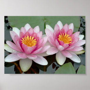Rosa Floating Wasserlilie Lotus Poster
