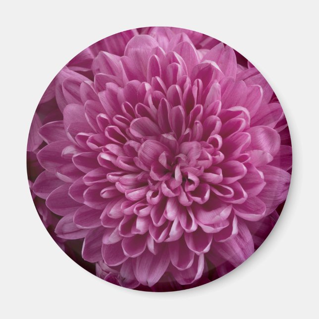 Rosa Floral Magnet (Vorne)