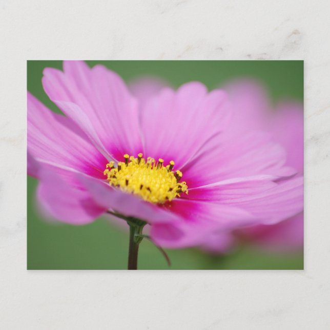 Rosa Floral Postkarte (Vorderseite)