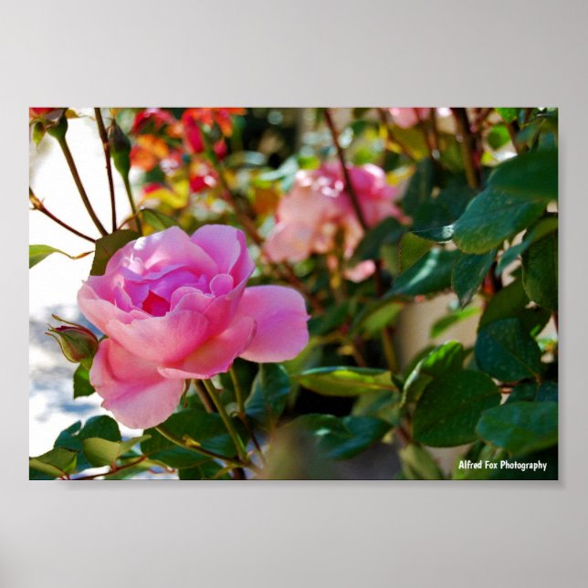 Rosa Floral Rose Poster (Vorne)