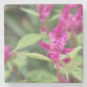 Rosa florale Magenta Blume Celosia Garden Foto Steinuntersetzer