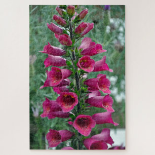 Rosa Foxglove-Blume