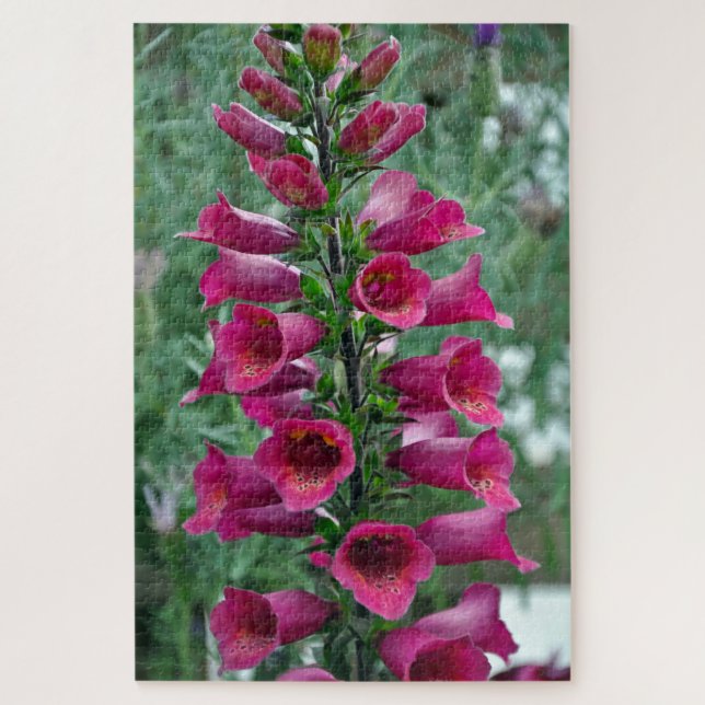 Rosa Foxglove-Blume (Vertikal)