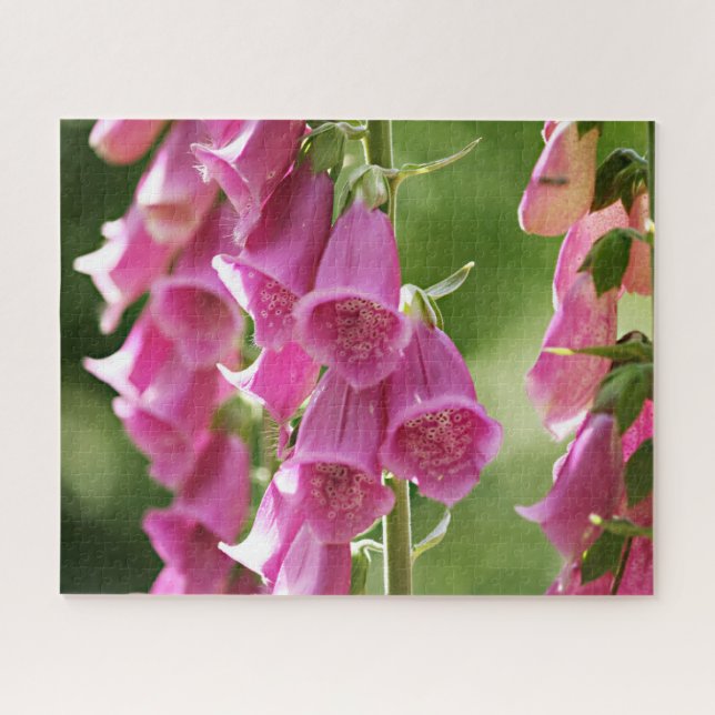 Rosa Foxglove-Blume (Horizontal)