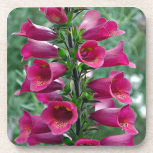 Rosa Foxglove-Blume Getränkeuntersetzer