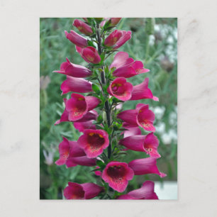 Rosa Foxglove-Blume Postkarte