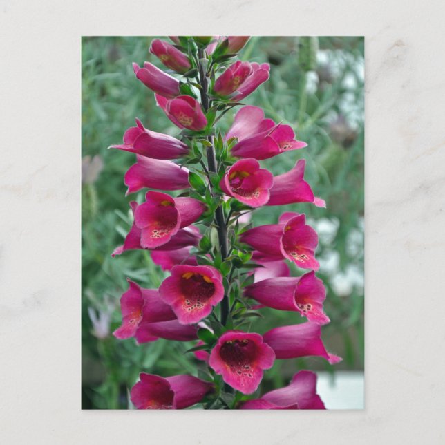 Rosa Foxglove-Blume Postkarte (Vorderseite)