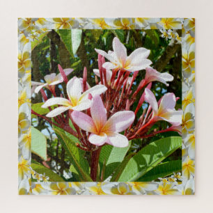Rosa Frangipani-Baum mit gelber Frangipani-Kante,