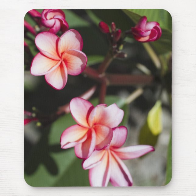 Rosa Frangipani-Blumen Mousepad (Vorne)