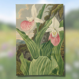 Rosa Frauenschuh alte botanische Orchidee Geschirrtuch