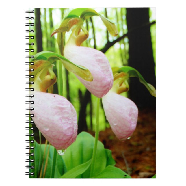 Rosa Frauenschuh wilde Orchidee Notizblock (Vorderseite)