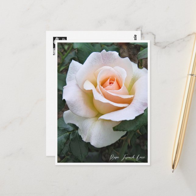 Rosa French Lace Postkarte (Vorderseite/Rückseite Beispiel)