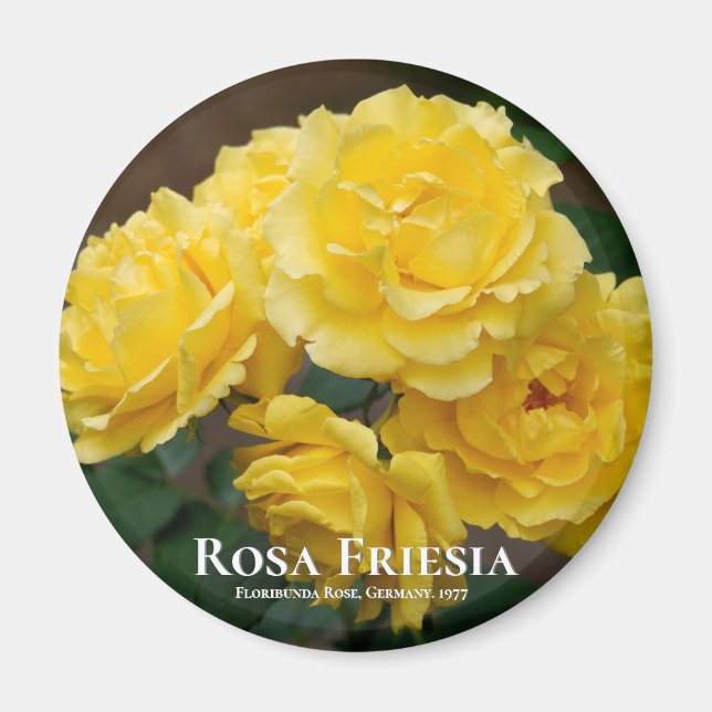 Rosa Friesia Magnet (Vorne)