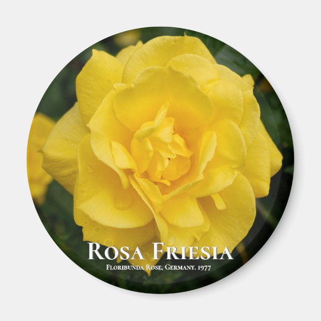 Rosa Friesia Magnet (Vorne)