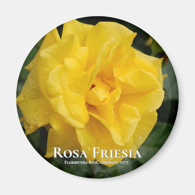 Rosa Friesia Magnet (Vorne)