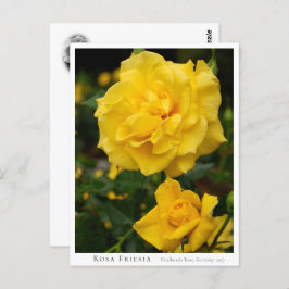 Rosa Friesia Postkarte