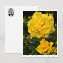 Rosa Friesia Postkarte