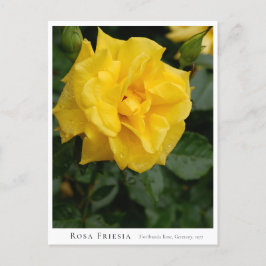 Rosa Friesia Postkarte