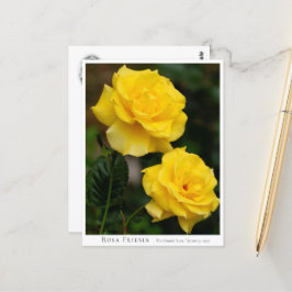 Rosa Friesia Postkarte