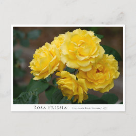 Rosa Friesia Postkarte