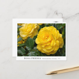 Rosa Friesia Postkarte