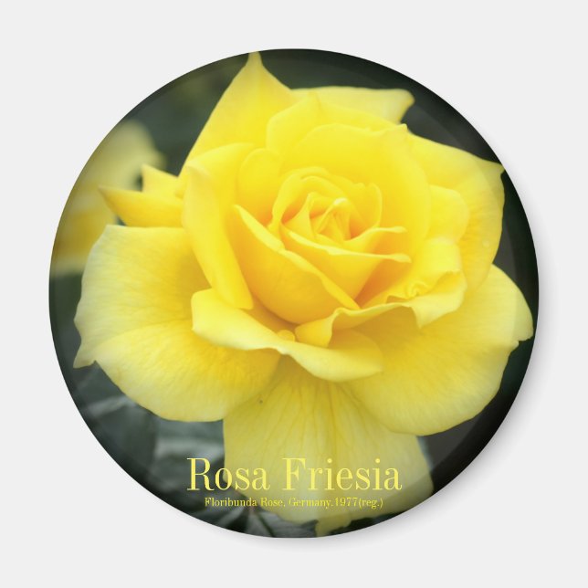 Rosa Friesia：Round Magnet (Vorne)