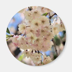 Rosa Frühling blüht Blumen-Magnet Magnet