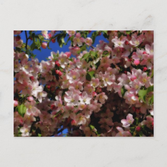 Rosa Frühling blüht Blumen-Postkarte Postkarte (Vorderseite)
