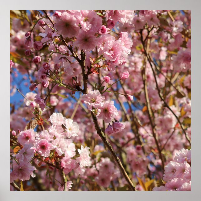 Rosa Frühlings-Kirschblüte Poster (Vorne)