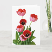 Rosa Frühlings-Tulpe-Blumenstrauß-Fotografie