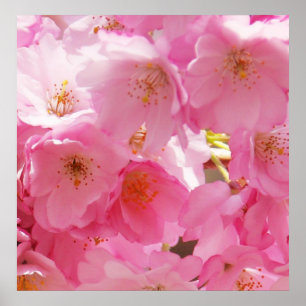 Rosa Frühlingsblüten Poster
