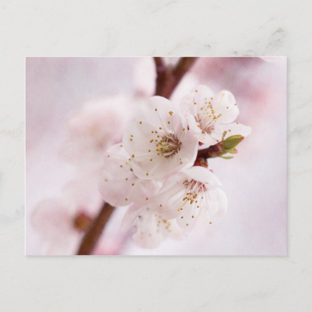Rosa Frühlingsblüten Postkarte (Vorderseite)